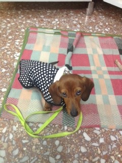 Esperando para salir a la calle... Pero se resiste con su carita de pena, será el frio...